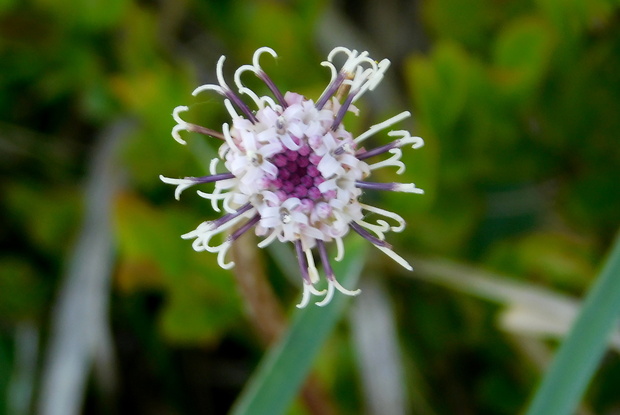 podbelica alpínska Homogyne alpina (L.) Cass.