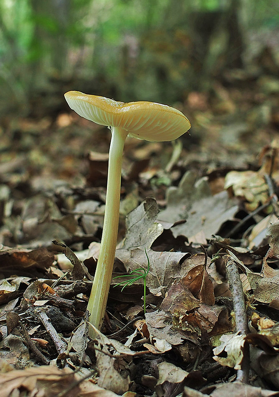 sliznačka koreňujúca Hymenopellis radicata (Relhan) R.H. Petersen