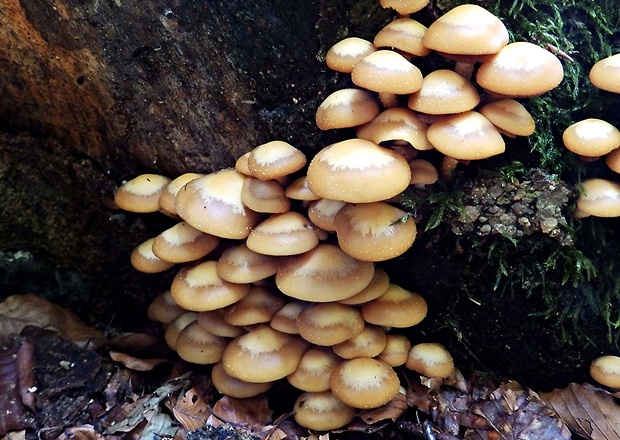 šupinačka menlivá Kuehneromyces mutabilis (Schaeff.) Singer & A.H. Sm.