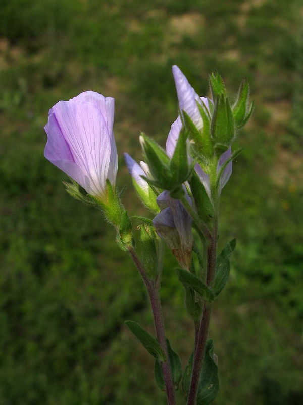 ľan chlpatý Linum hirsutum L.