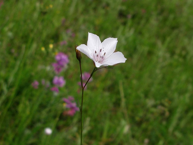 ľan tenkolistý Linum tenuifolium L.