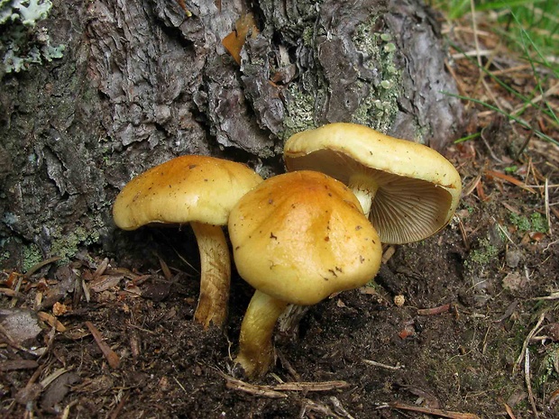 šupinovka Pholiota spumosa (Fr.) Singer