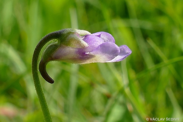 tučnica obyčajná Pinguicula vulgaris L.