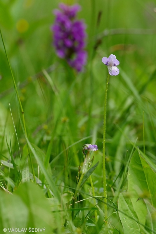 tučnica obyčajná Pinguicula vulgaris L.