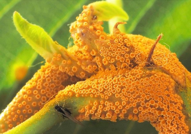 hrdza Puccinia sp.