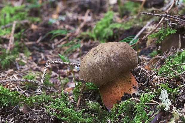 hríb zrnitohlúbikový Sutorius luridiformis (Rostk.) G. Wu & Zhu L. Yang