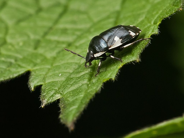 hrabavica Tritomegas sexmaculatus