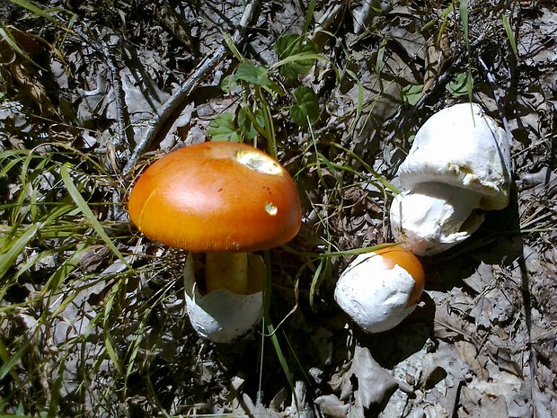 muchotrávka cisárska Amanita caesarea (Scop.) Pers.