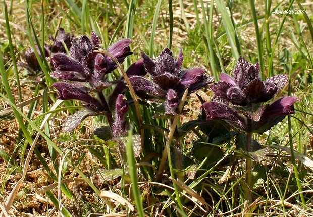 bartsia alpínska Bartsia alpina L.