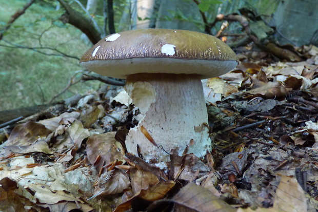 hríb dubový Boletus reticulatus Schaeff.