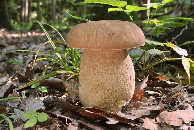 hríb dubový Boletus reticulatus Schaeff.