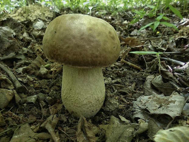 hríb dubový Boletus reticulatus Schaeff.