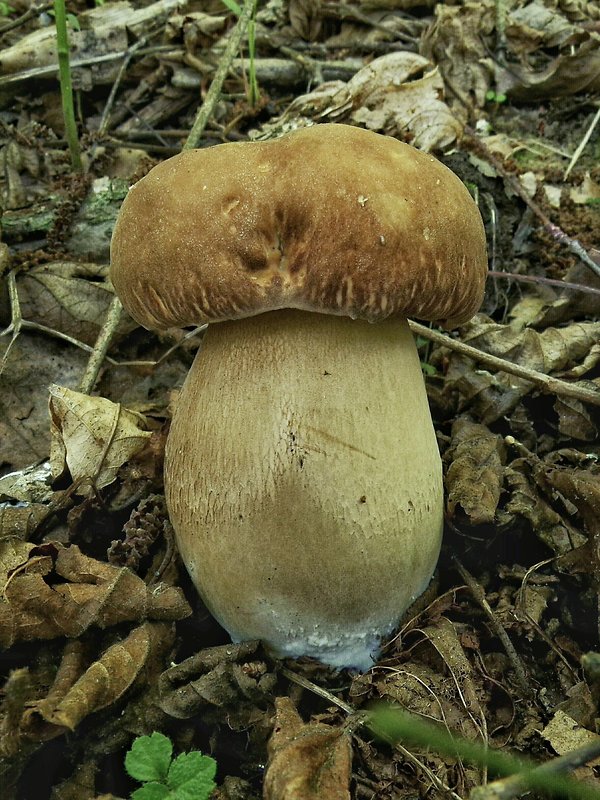 hríb dubový Boletus reticulatus Schaeff.