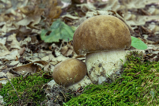 hríb dubový Boletus reticulatus Schaeff.