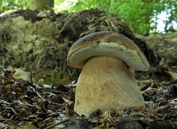 hríb dubový Boletus reticulatus Schaeff.