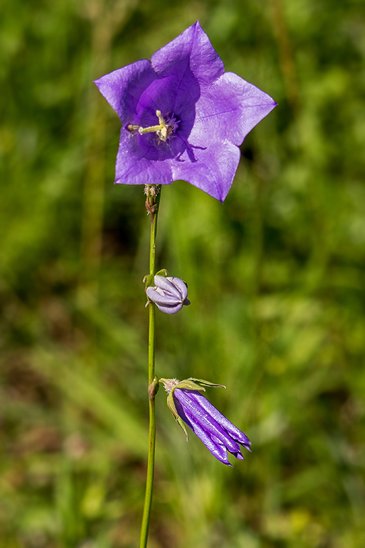 zvonček broskyňolistý Campanula cf. persicifolia L.