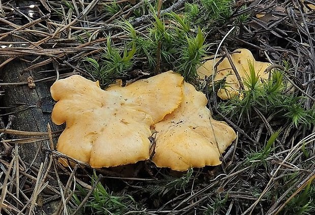 kuriatko jedlé Cantharellus cibarius Fr.