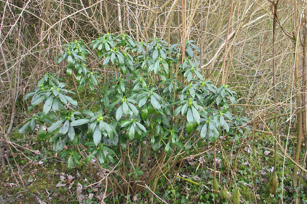 lykovec vavrínový Daphne laureola L.