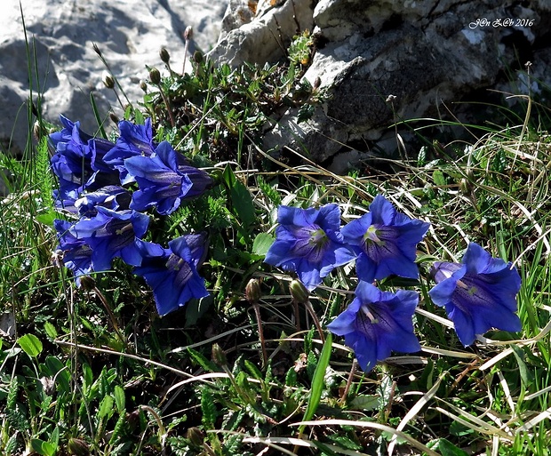 horec clusiov Gentiana clusii Perr. et Songeon