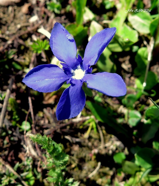 horec jarný Gentiana verna L.