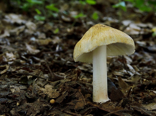 vláknica obrúbená Inocybe mixtilis (Britzelm.) Sacc.