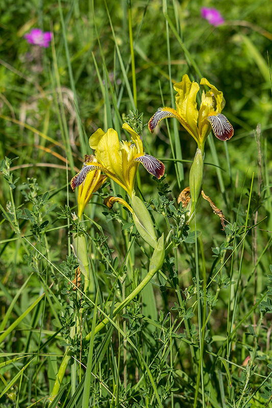 kosatec dvojfarebný Iris variegata L.