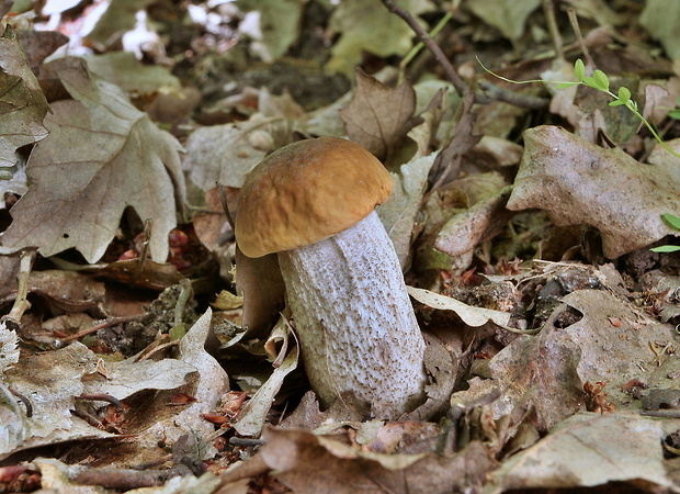 kozák hrabový Leccinum pseudoscabrum (Kallenb.) Šutara