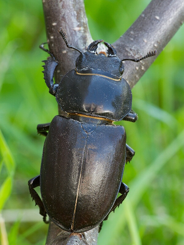 roháč veľký Lucanus cervus