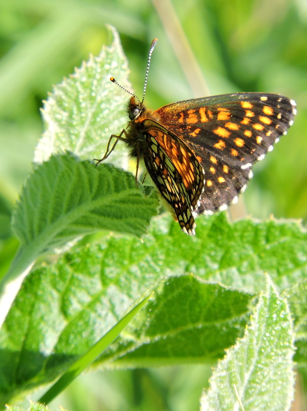 hnedáčik čermeľový   Melitaea diamina Lang, 1789