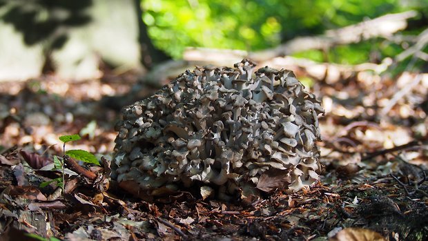 trúdnik klobúčkatý Polyporus umbellatus (Pers.) Fr.