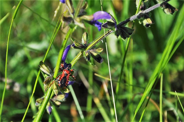 zákernica červená Rhynocoris iracundus