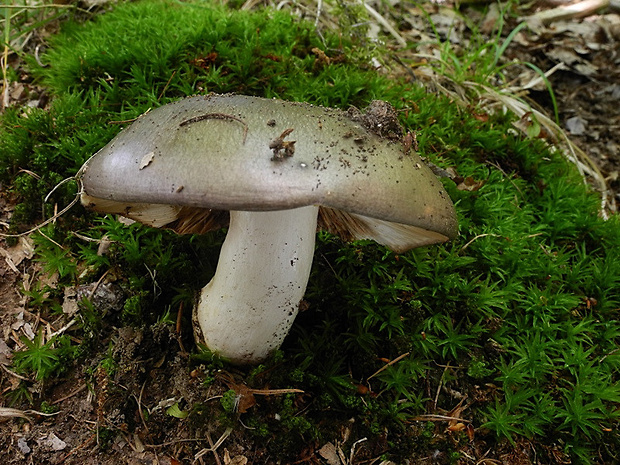 plávka strakatá Russula grisea Fr.