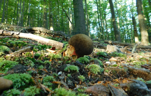 hríb zrnitohlúbikový Sutorius luridiformis (Rostk.) G. Wu & Zhu L. Yang