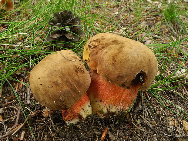 hríb zrnitohlúbikový Sutorius luridiformis (Rostk.) G. Wu & Zhu L. Yang