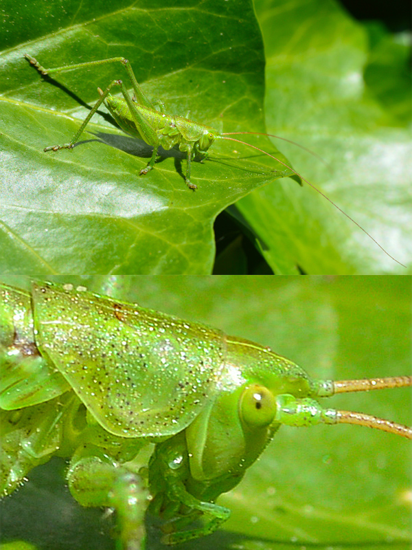 kobylka zelená Tettigonia virdissima