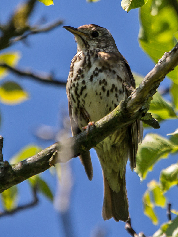 drozd plavý   Turdus philomelos