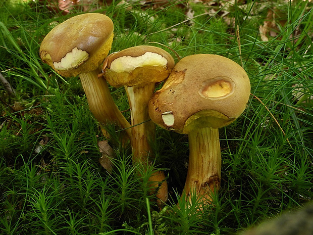 suchohríb plstnatý Xerocomus subtomentosus L.