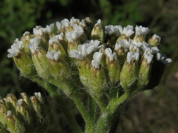 rebríček kopcový Achillea collina Becker ex Rchb.