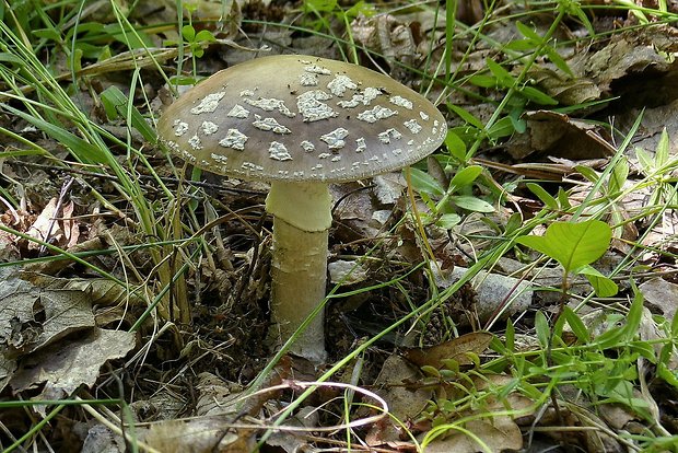 muchotrávka hrubá Amanita excelsa (Fr.) Bertill.