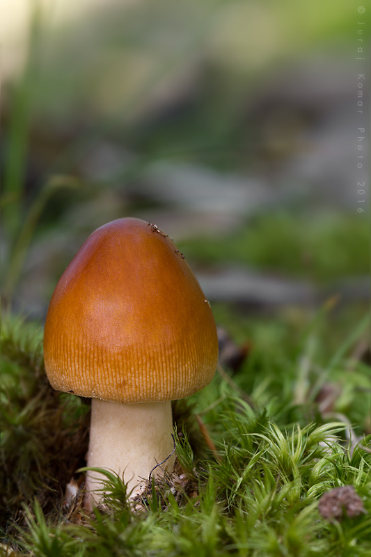 muchotrávka plavohnedá Amanita fulva Fr.