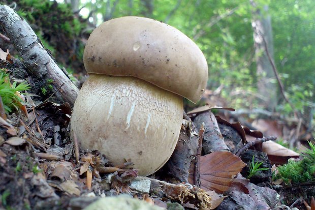 hríb dubový Boletus reticulatus Schaeff.