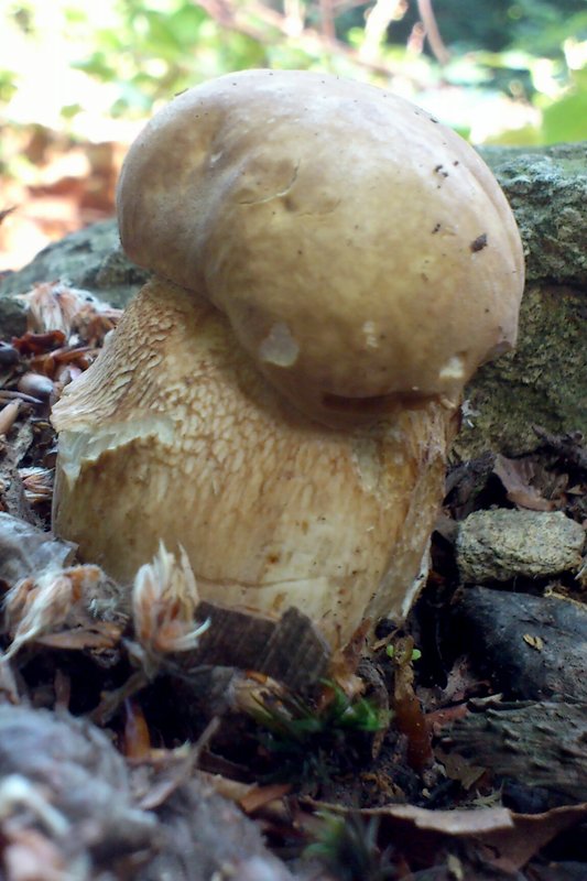 hríb dubový Boletus reticulatus Schaeff.