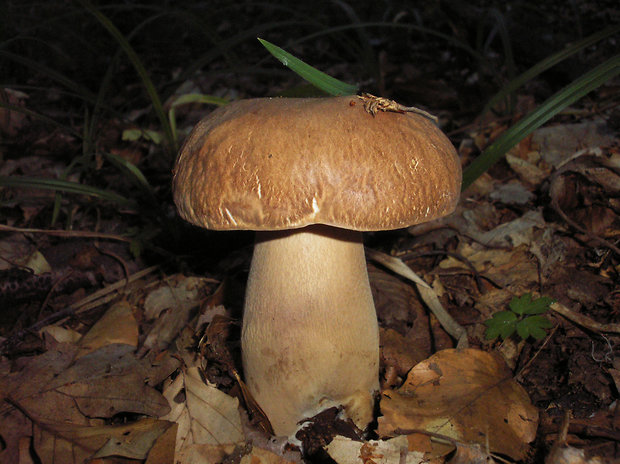 hríb Boletus sp.