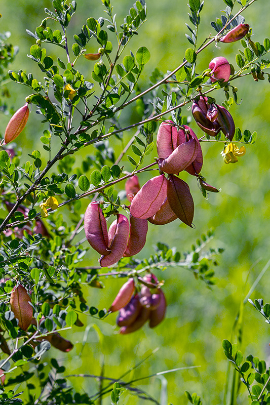 mechúrnik stromovitý Colutea arborescens L.