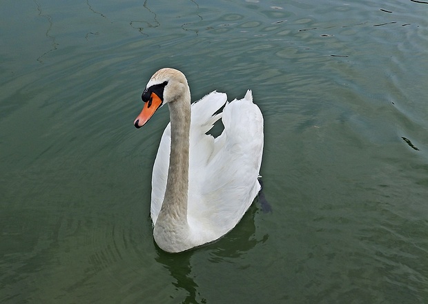 labut hrbozoba Cygnus olor