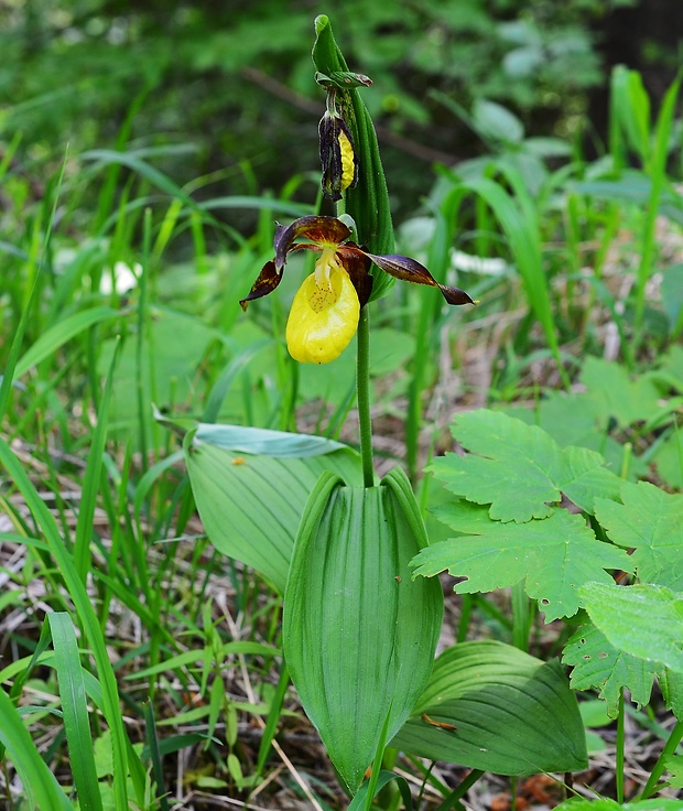 črievičník papučkový Cypripedium calceolus L.