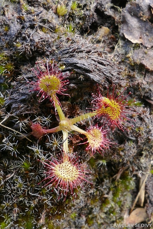 rosička okrúhlolistá Drosera rotundifolia L.