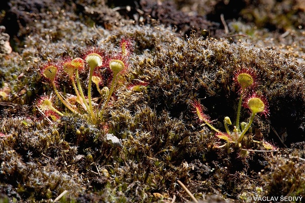 rosička okrúhlolistá Drosera rotundifolia L.