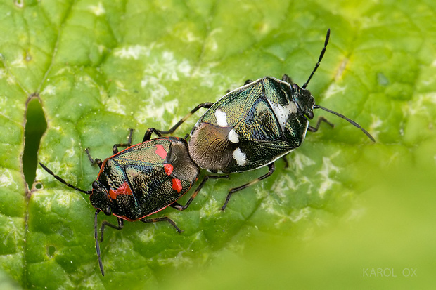 bzdocha kapustová Eurydema oleracea