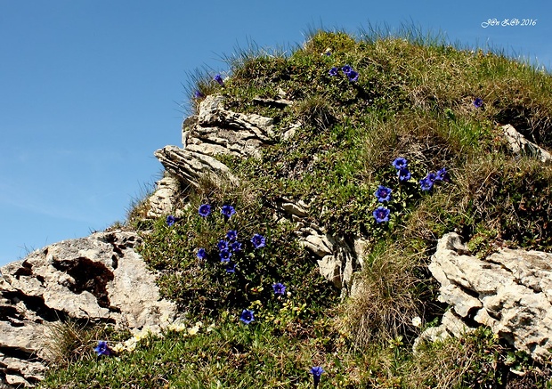 horec Clusiov Gentiana clusii Perr. et Songeon